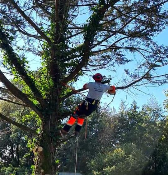 Un élagueur de la société Langlet attaché avec une corde dans un arbre en train d'élaguer un arbre dans un jardin de particulier dans l'Oise. Il porte des gants, un casque et un casque sonore.