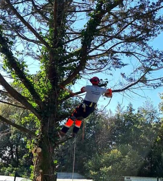 Un élagueur de la société Langlet attaché avec une corde dans un arbre en train d'élaguer un arbre dans un jardin de particulier dans l'Oise. Il porte des gants, un casque et un casque sonore.