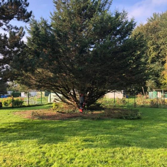 Un sapin en pleine forme qui vient d'être élagué et entretenu par la société Langlet. Il se situe dans le jardin de particuliers dans l'Oise.