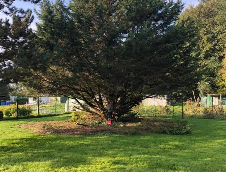 Un sapin en pleine forme qui vient d'être élagué et entretenu par la société Langlet. Il se situe dans le jardin de particuliers dans l'Oise.