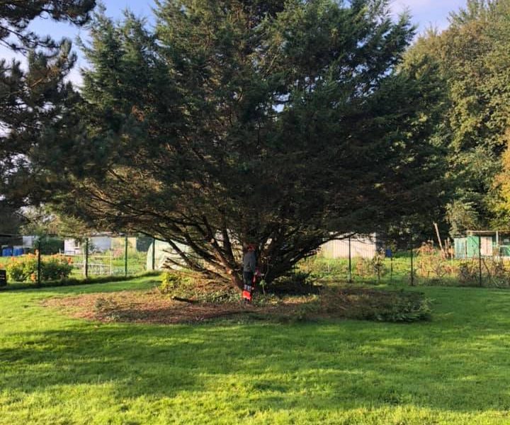Un sapin en pleine forme qui vient d'être élagué et entretenu par la société Langlet. Il se situe dans le jardin de particuliers dans l'Oise.