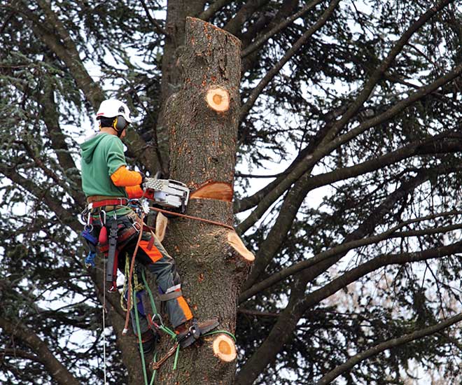 Un élagueur de la société Langlet attaché avec une corde dans un arbre en train d'élaguer un arbre pour l'abattre dans un jardin de particulier dans l'Oise. Il porte des gants, un casque et un casque sonore.