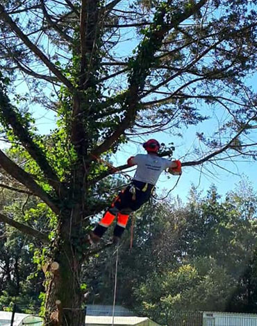 Un élagueur de la société Langlet attaché avec une corde dans un arbre en train d'élaguer un arbre dans un jardin de particulier dans l'Oise. Il porte des gants, un casque et un casque sonore.
