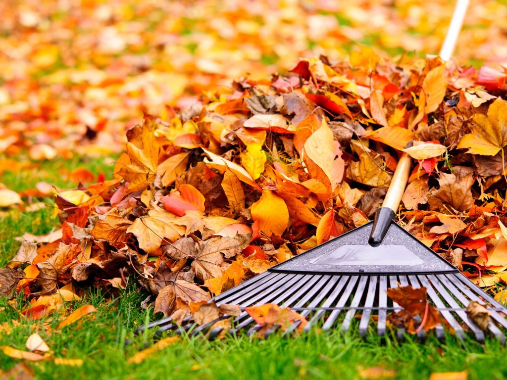 Un tas de feuilles aux couleurs d'automne au sol avec un balai spécial pour les regrouper. Entretien de jardin de particulier dans l'Oise